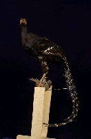 藏品(黑長尾雉)的圖片